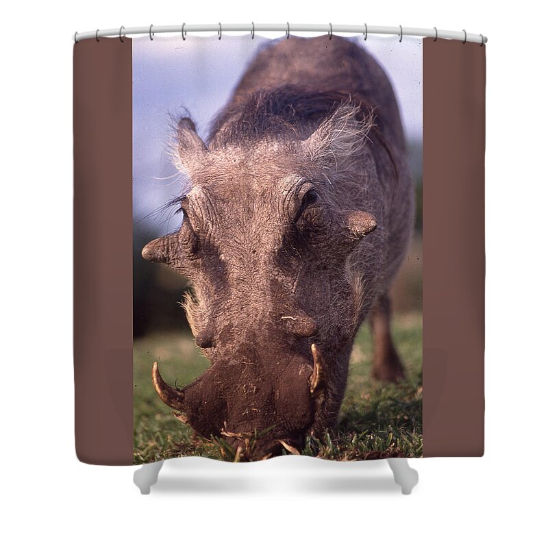 Africa Shower Curtain featuring the photograph Warthog Close Up by Russel Considine