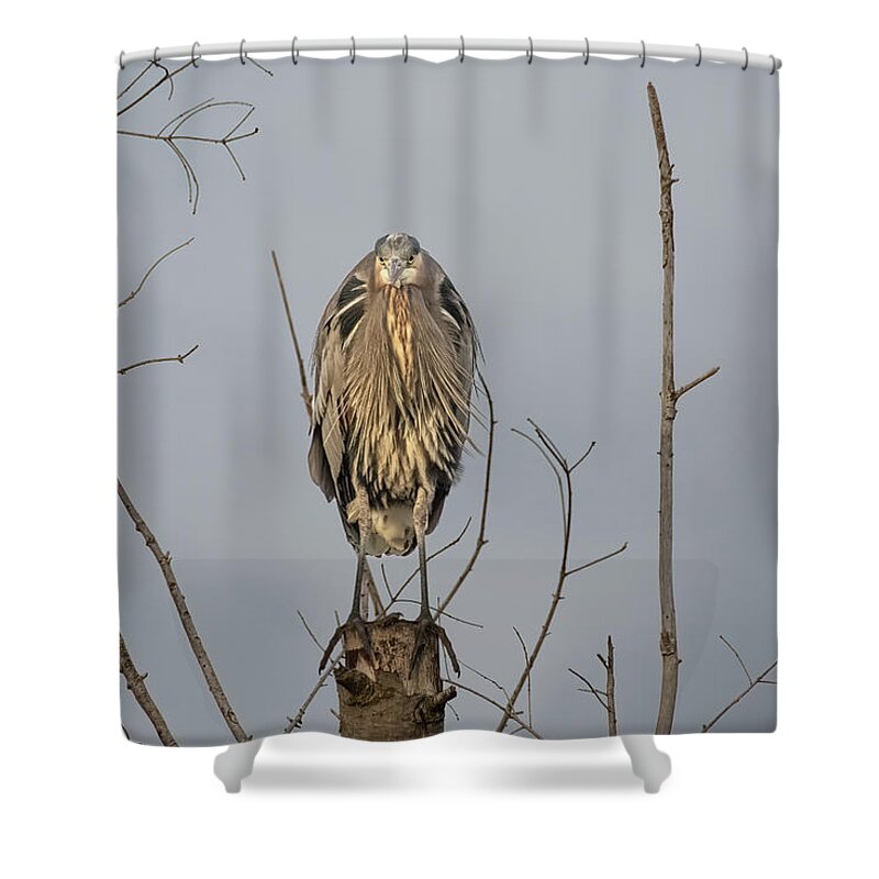 Gbh Shower Curtain featuring the photograph Watching by Jerry Cahill