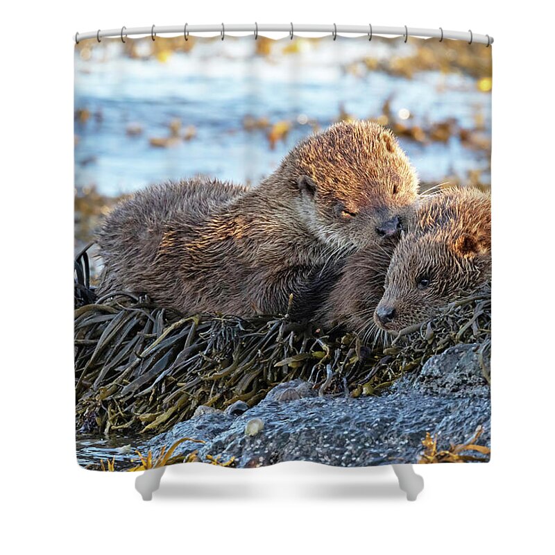 Otter Shower Curtain featuring the photograph Watching The Tide Come In by Pete Walkden