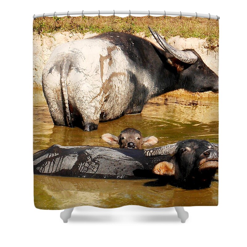 Raw And Real Northern Territory Series By Lexa Harpell Shower Curtain featuring the photograph Water Buffalo Family Portrait by Lexa Harpell