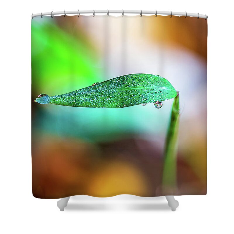 Water Drops Shower Curtain featuring the photograph Water Drops on Leaf by Amelia Pearn