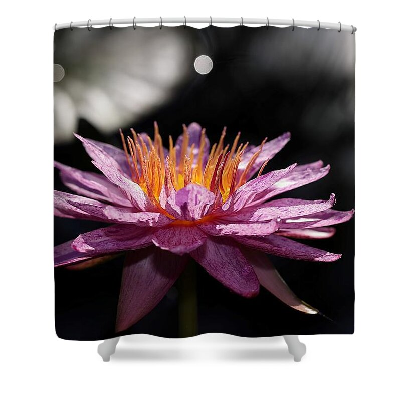 Water Lily Shower Curtain featuring the photograph Water Lily in the Spotlight by Mingming Jiang