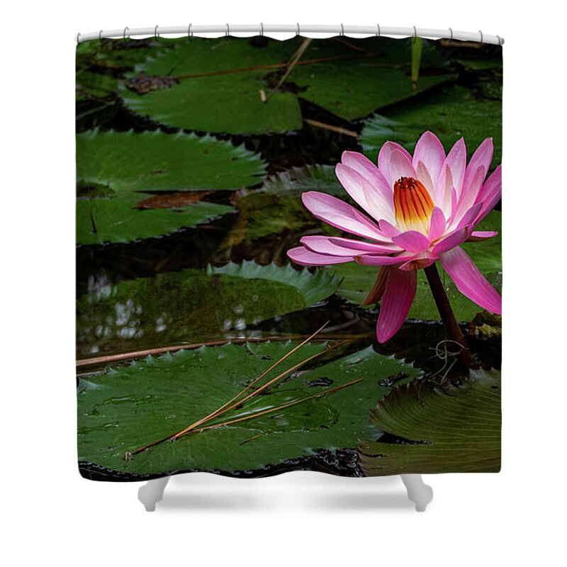 Flower Shower Curtain featuring the photograph Waterlily in Pink by Margaret Zabor