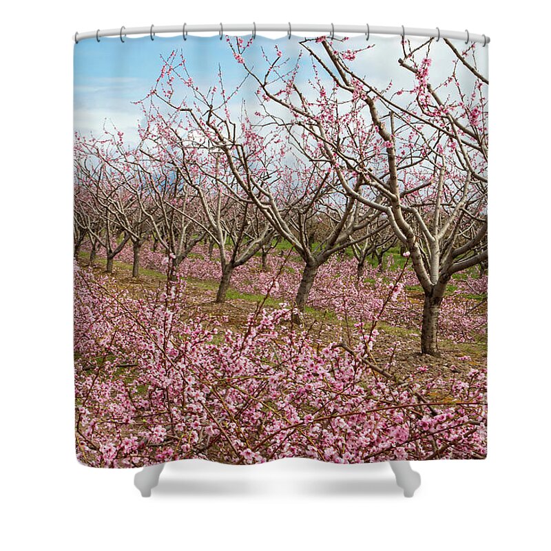 Blossoms Shower Curtain featuring the photograph Waves of Pink by Marilyn Cornwell