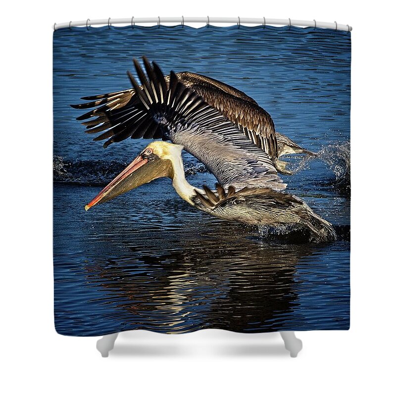 Brown Pelican Shower Curtain featuring the photograph We Have Liftoff by Ronald Lutz