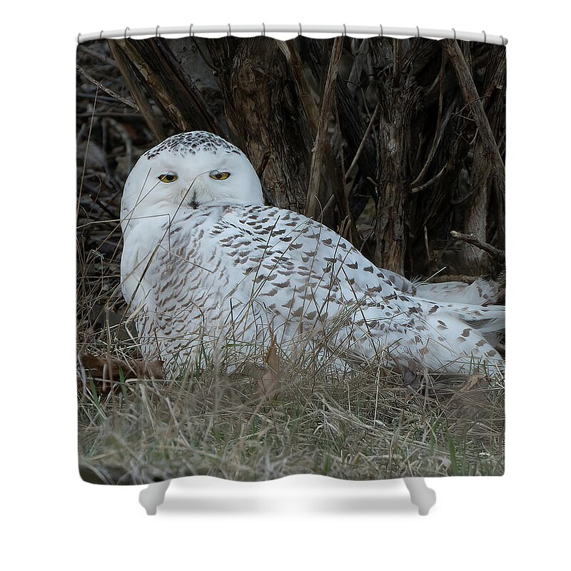 Snowy Shower Curtain featuring the photograph Wednesday's Owl by Wade Aiken