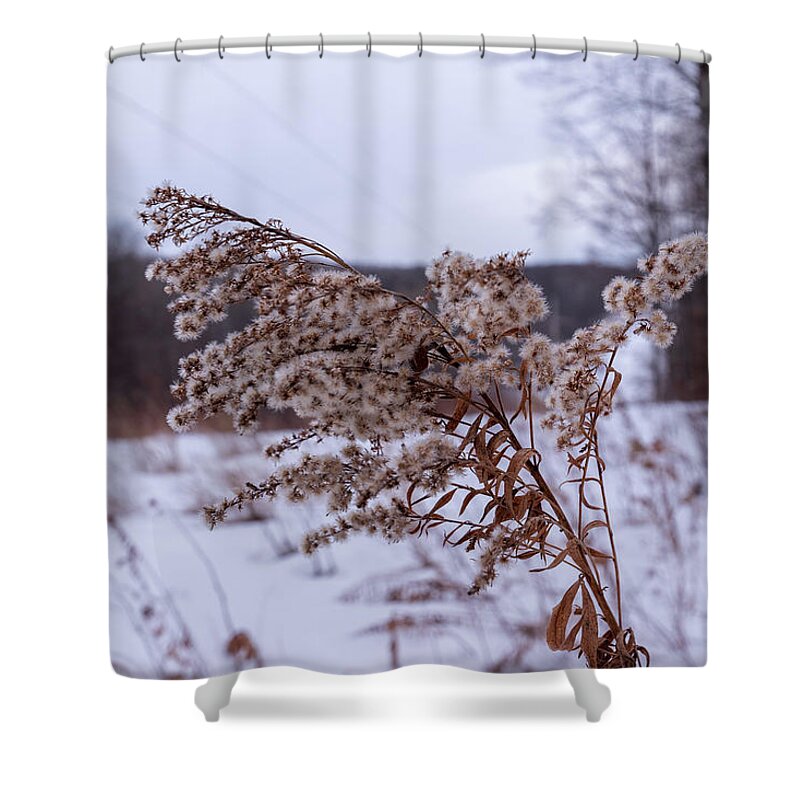 No People Shower Curtain featuring the photograph Weed in the Cold winter by Nathan Wasylewski