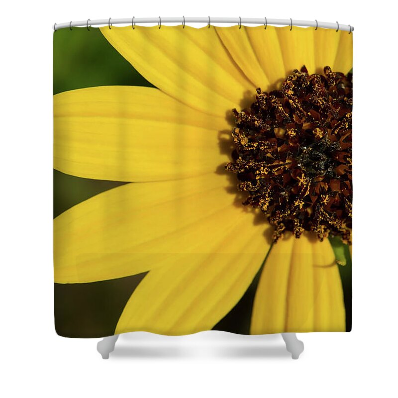 Sunflower Shower Curtain featuring the photograph West Coast Dune Sunflower by Paul Rebmann
