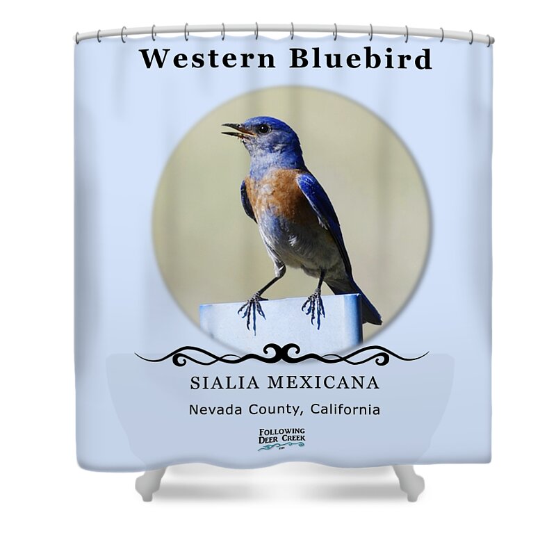 Sialia Mexicana Shower Curtain featuring the digital art Western Bluebird by Lisa Redfern