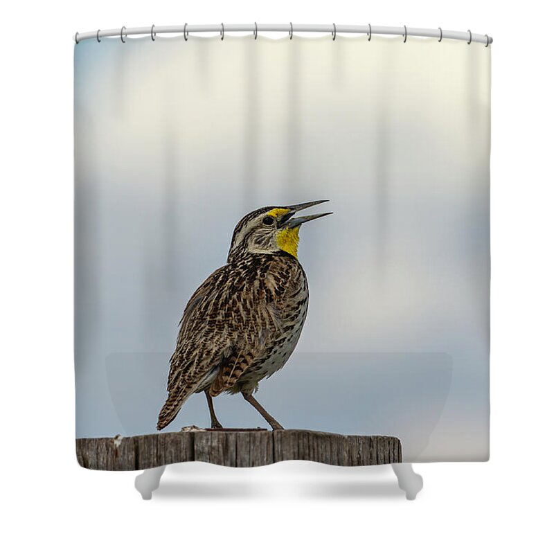 Western Meadowlark Shower Curtain featuring the photograph Western Meadowlark 2014 by Thomas Young