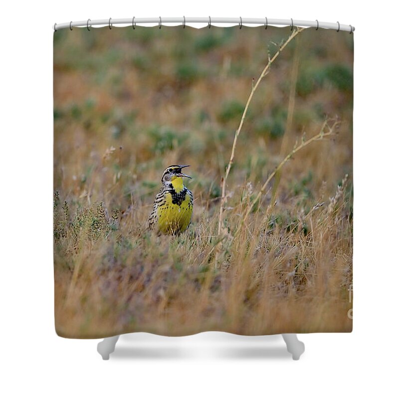 Western Meadowlark Shower Curtain featuring the photograph Western Meadowlark Singing by Amazing Action Photo Video
