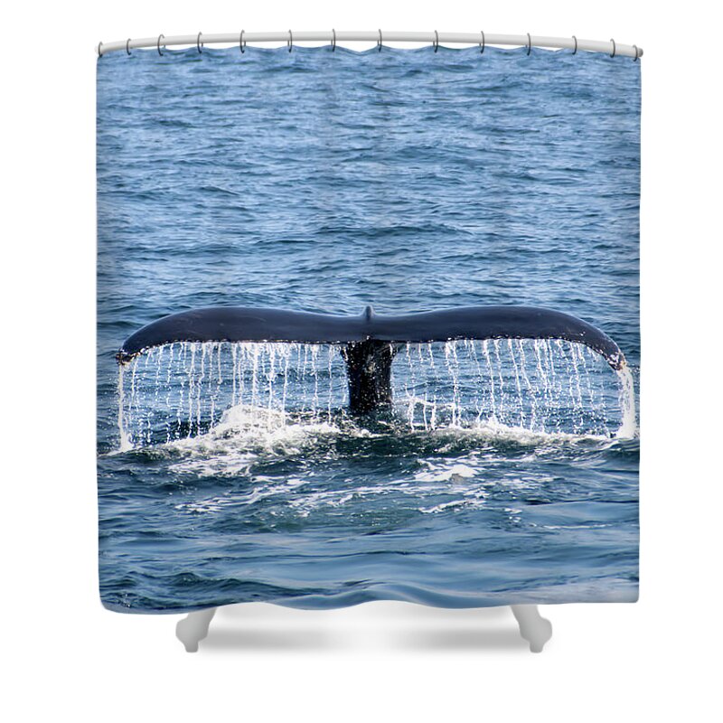 Whale Shower Curtain featuring the photograph Whale Fluke 2 by Flinn Hackett