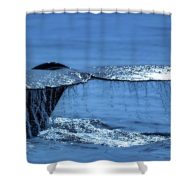 Whales Shower Curtain featuring the photograph Whale Tale by Theresa D Williams