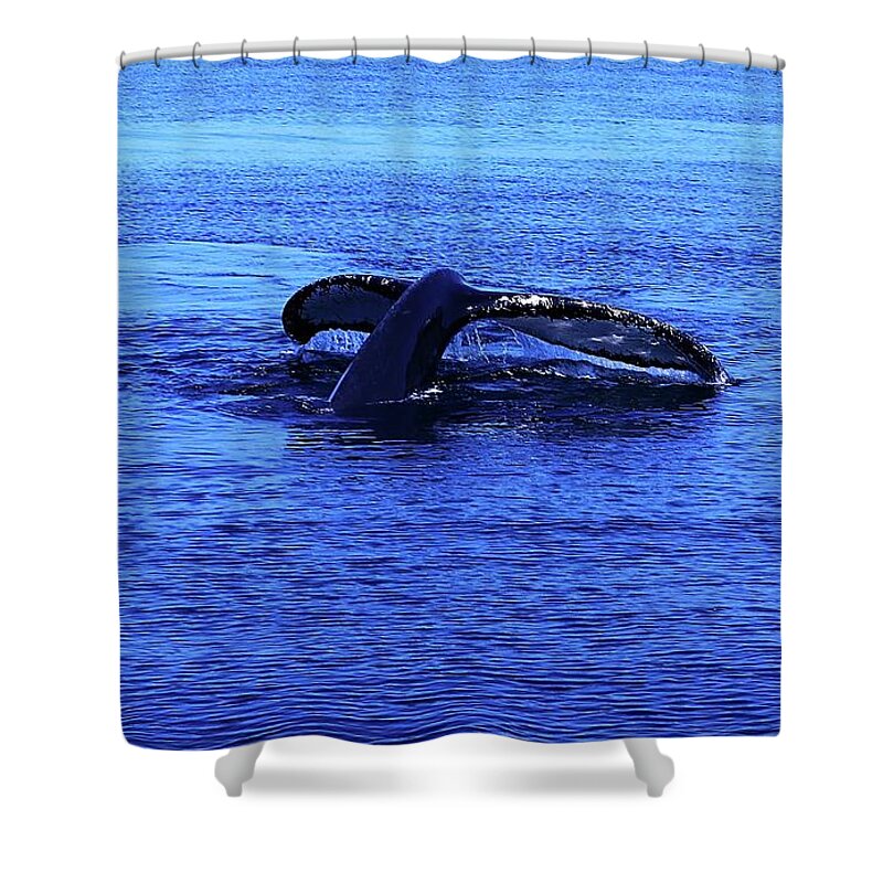 Whales Shower Curtain featuring the photograph Whale Watching 7 by Christopher James
