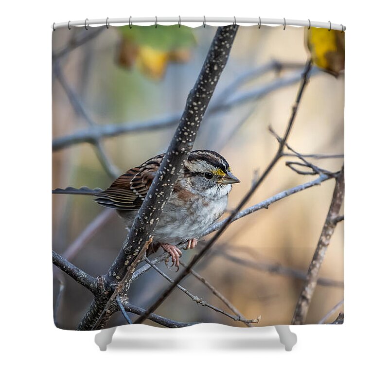 Bird Shower Curtain featuring the photograph What a Gift by Linda Bonaccorsi