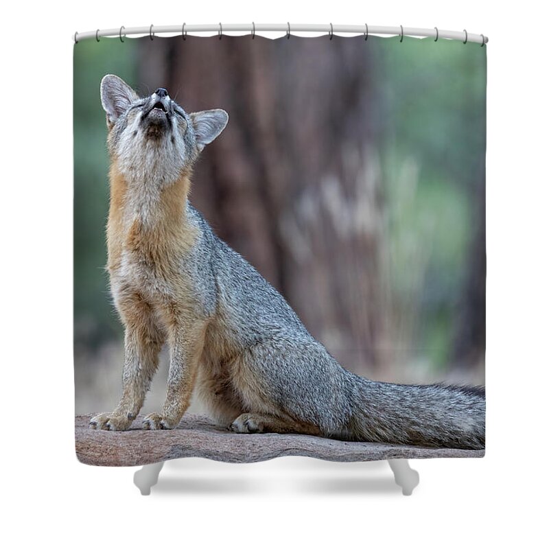 Fox Shower Curtain featuring the photograph What does the Fox Say? by Randy Robbins