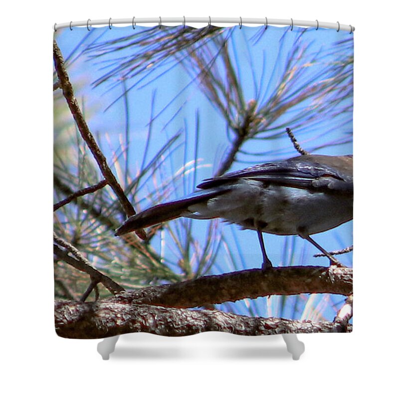 Bluejay Stellar's Bluejay Wild Bird Bird Nature Wildlife Wildlife Photography Nature Photography  Shower Curtain featuring the photograph What is That? by Laura Putman
