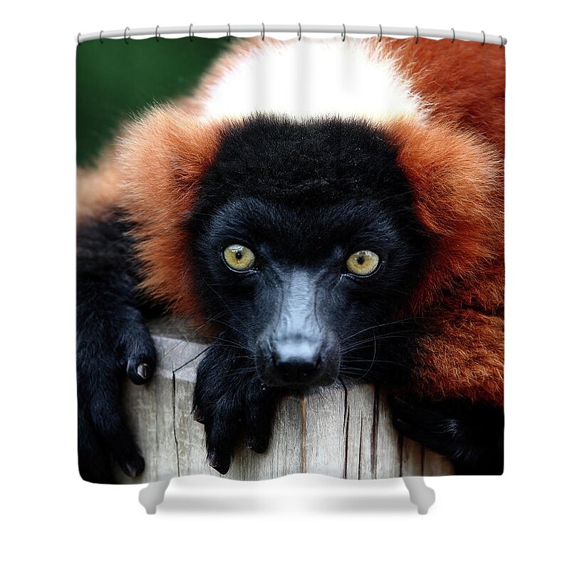 Red Ruffed Lemur Shower Curtain featuring the photograph Whatchya Lookin At by Lens Art Photography By Larry Trager