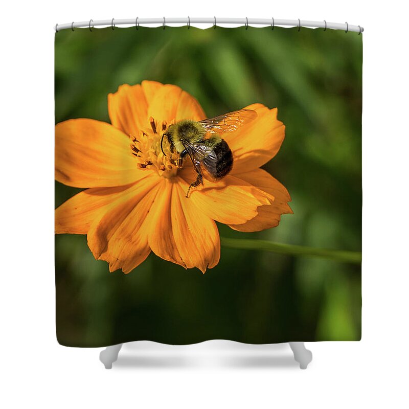2017 Shower Curtain featuring the photograph What's the Buzz? by Gerri Bigler