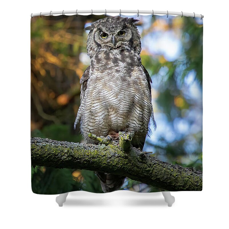 Owl Shower Curtain featuring the photograph What's Up Owl by Michael Rauwolf