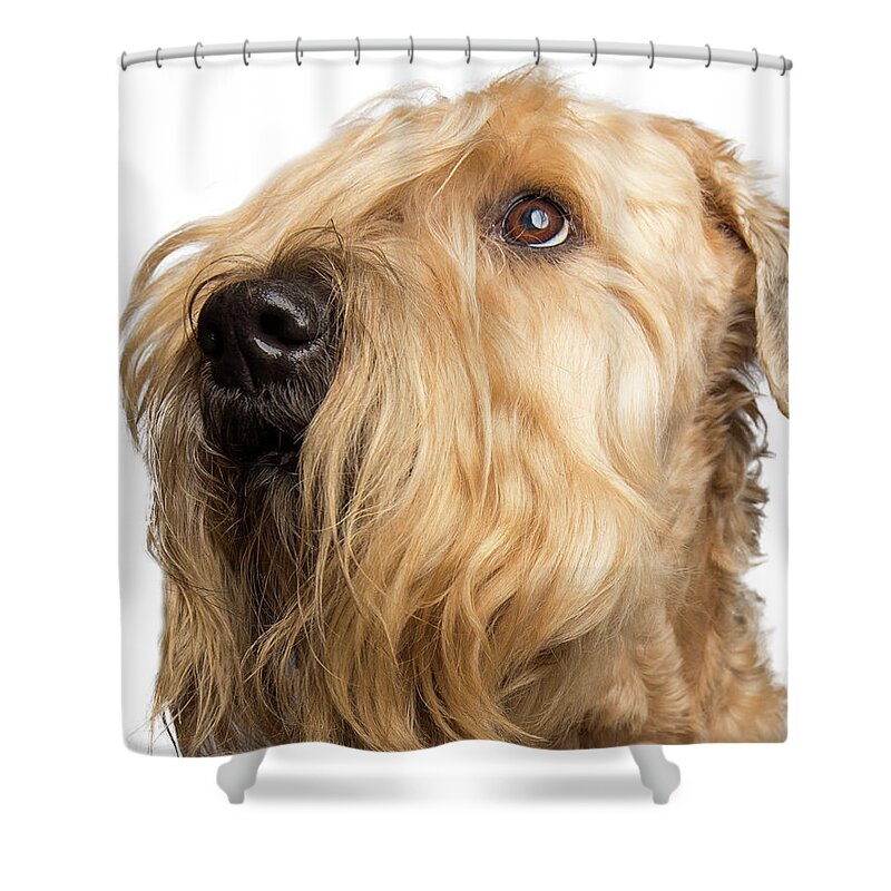 Wheaten Shower Curtain featuring the photograph Wheaten Face Mask 6 by Rebecca Cozart