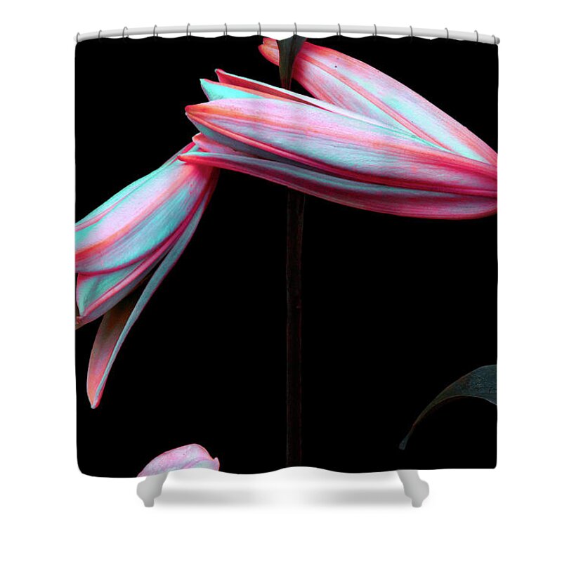 Lily Shower Curtain featuring the photograph When Everything is a Miracle by Cynthia Dickinson
