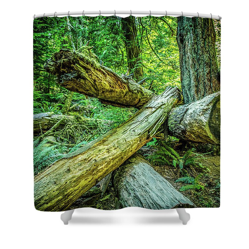 Old Growth Forest Shower Curtain featuring the photograph When the Wind Blows Cathedral Grove by Roxy Hurtubise