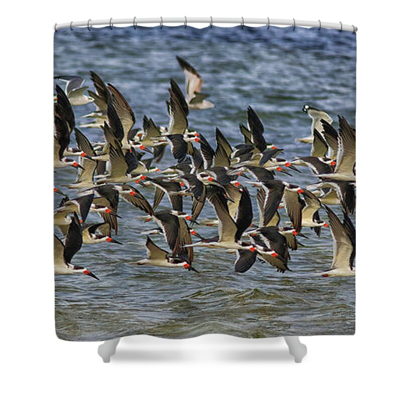 Where Are We Going? Black Skimmers Shower Curtain featuring the photograph Where Are We Going? Black Skimmers by Felix Lai