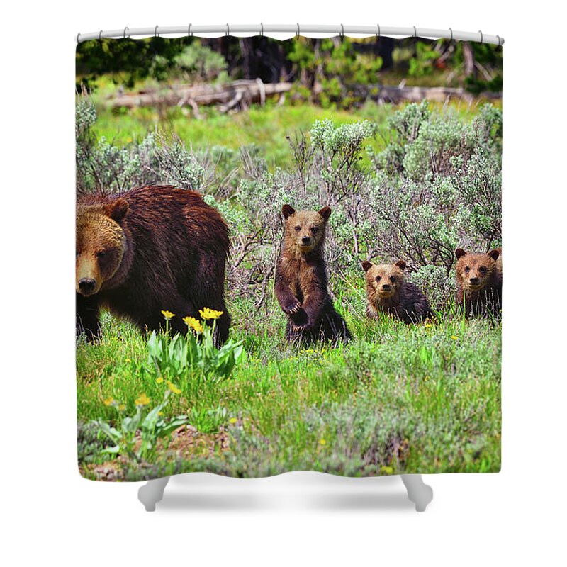 Grizzly 399 Shower Curtain featuring the photograph Where Are We Going Mom? by Greg Norrell