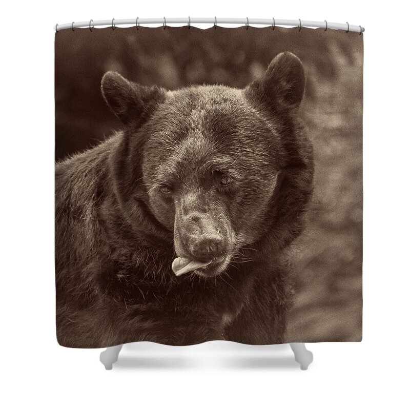 Bear Shower Curtain featuring the photograph Where Is My Honey-Square by John Kirkland