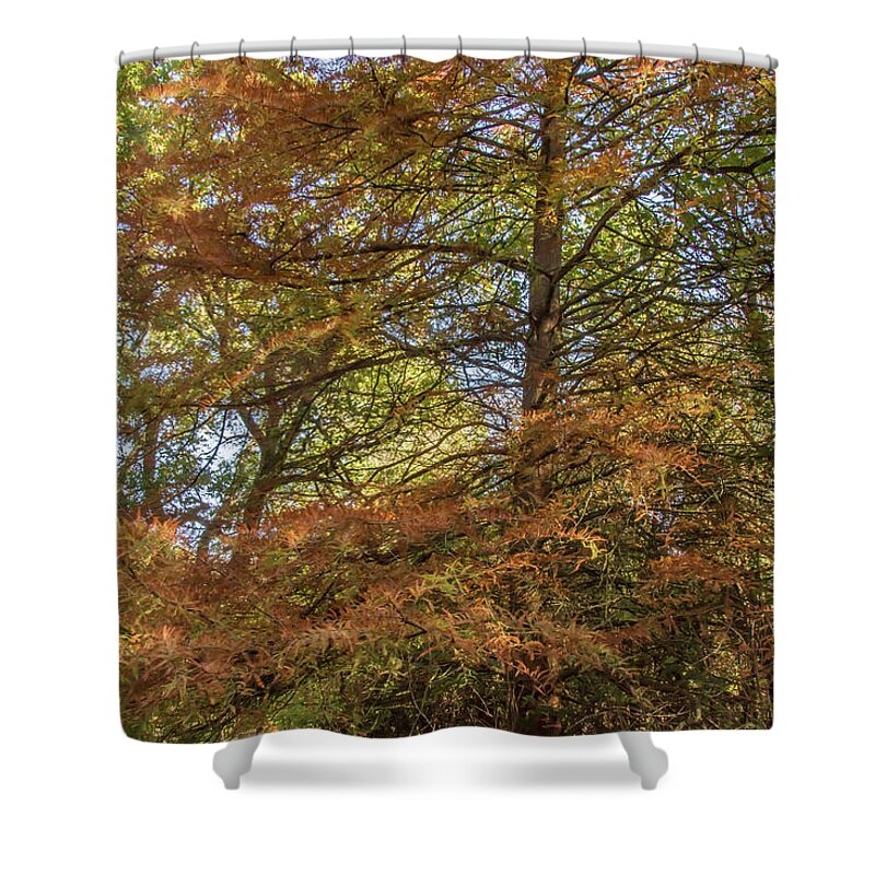 Whetstone Stray Shower Curtain featuring the photograph Whetstone Stray Trees Fall 3 by Edmund Peston