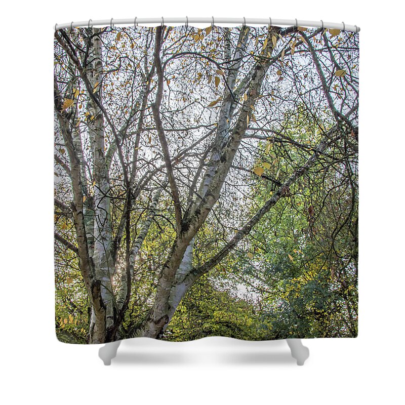 Whetstone Stray Shower Curtain featuring the photograph Whetstone Stray Trees Fall 5 by Edmund Peston