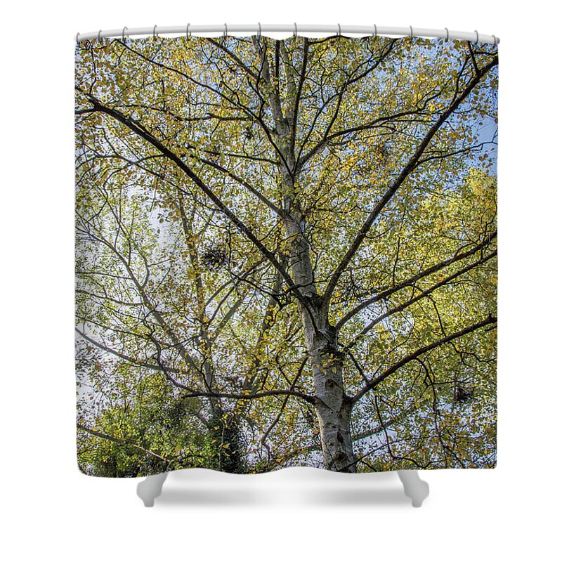 Whetstone Stray Shower Curtain featuring the photograph Whetstone Stray Trees Fall 7 by Edmund Peston