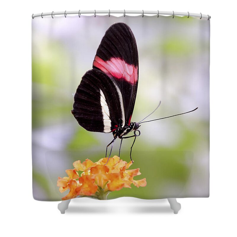 Postman Shower Curtain featuring the photograph Whispering of butterfly wings 15 by Jaroslav Buna