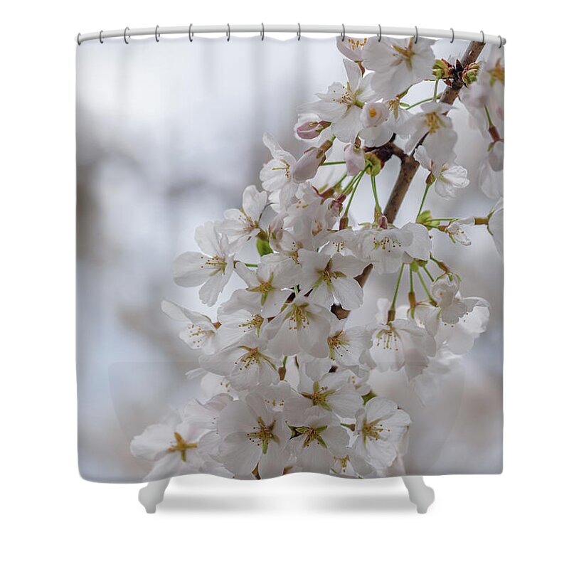 Cherry Blossom Shower Curtain featuring the photograph White and Pink Cherry Blossoms on a Cloudy Spring Day by Lara Morrison