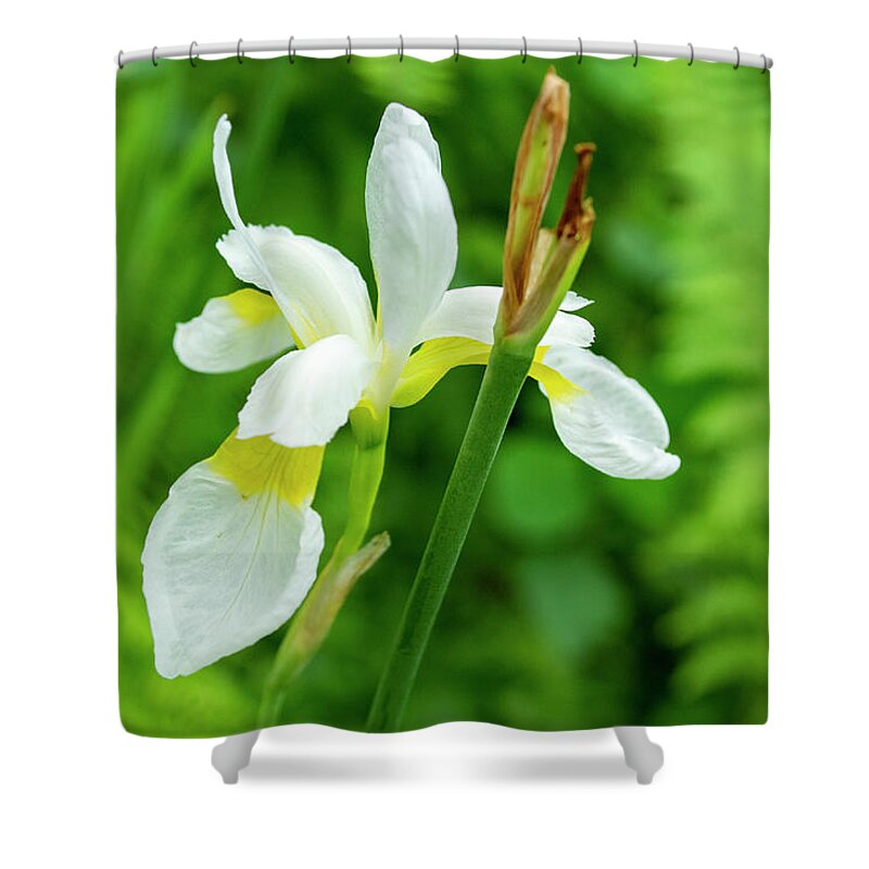 Iris Shower Curtain featuring the photograph White and Yellow Iris Flower by Lisa Blake