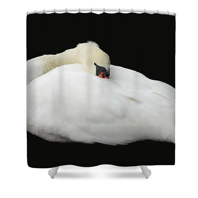 Swan Shower Curtain featuring the photograph White Beauty by Mingming Jiang