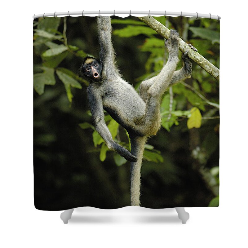 00210472 Shower Curtain featuring the photograph White-bellied Spider Monkey Calling by Pete Oxford