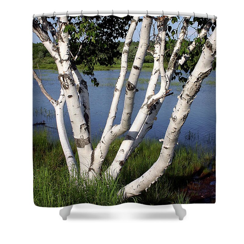 Birch Shower Curtain featuring the photograph White Birch in Milan by Wayne King