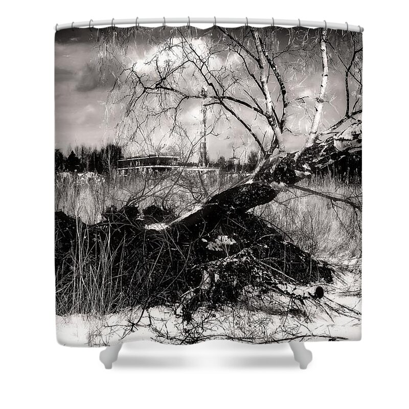 Black And White Photography Shower Curtain featuring the photograph White Birch Or Desire to Live by Aleksandrs Drozdovs