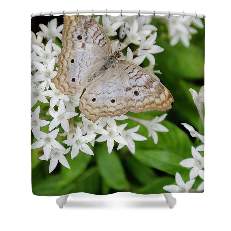 Butterfly Shower Curtain featuring the photograph White Butterfly on White Flowers by WAZgriffin Digital