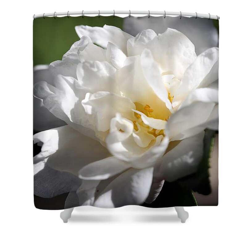 Camellia Shower Curtain featuring the photograph White Camellia III by Mingming Jiang