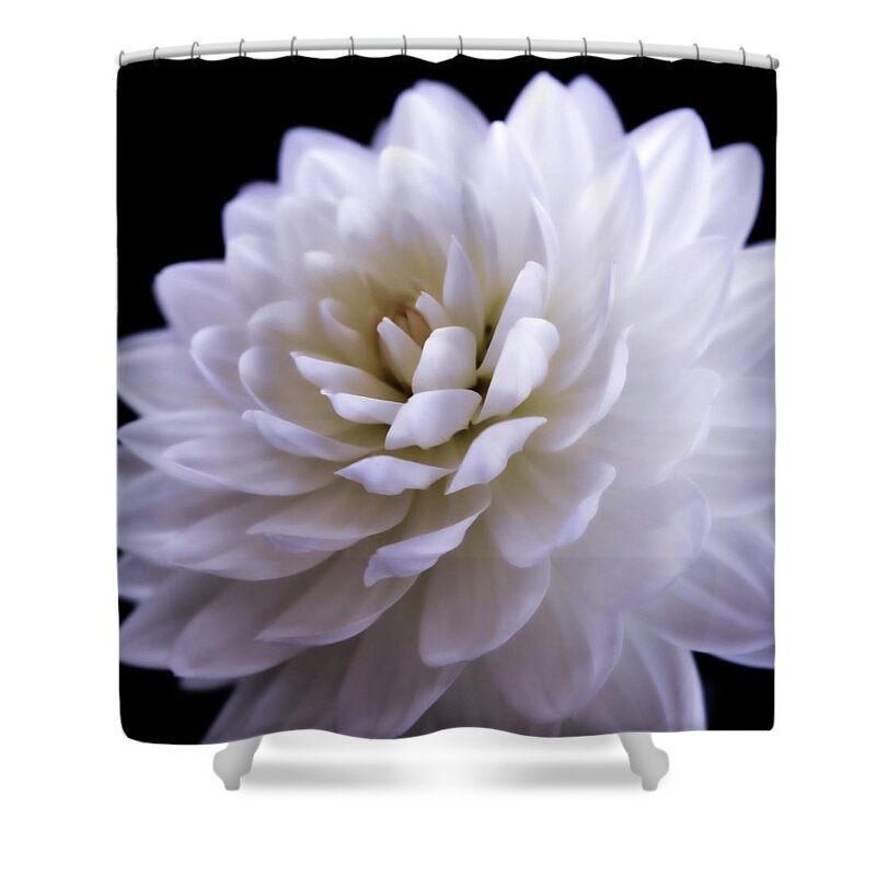 Dahlia Shower Curtain featuring the photograph White Dahlia Square Format by Sally Bauer