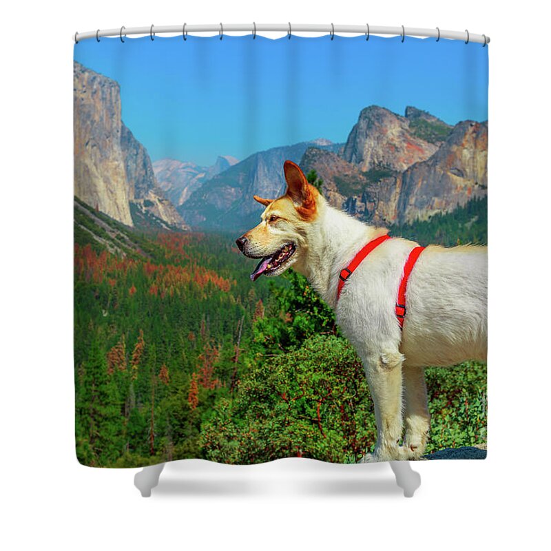 El Capitan Shower Curtain featuring the photograph white dog looking Tunnel View at Yosemite by Benny Marty