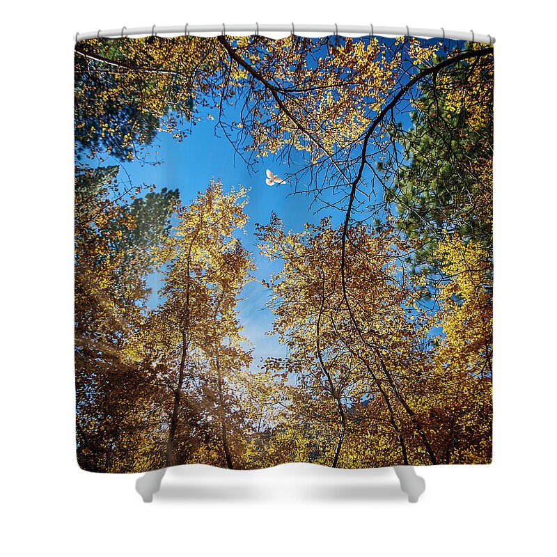 Landscape Shower Curtain featuring the photograph White Dove over Big Pines by Romeo Victor