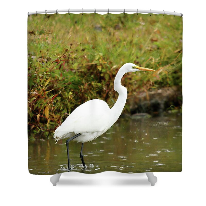 Animal Shower Curtain featuring the photograph White Egret by Lens Art Photography By Larry Trager