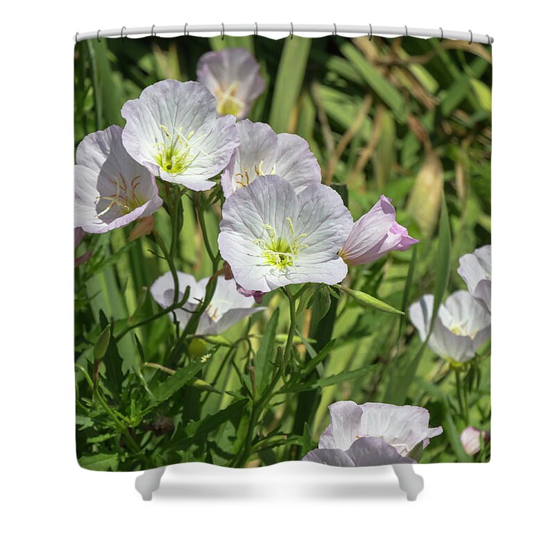 Flower Shower Curtain featuring the photograph White Evening Primroses by Dawn Cavalieri