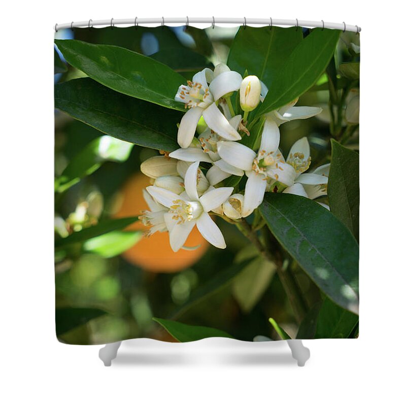 Orange Blossom Shower Curtain featuring the photograph White orange blossoms and leaves in spring by Adriana Mueller