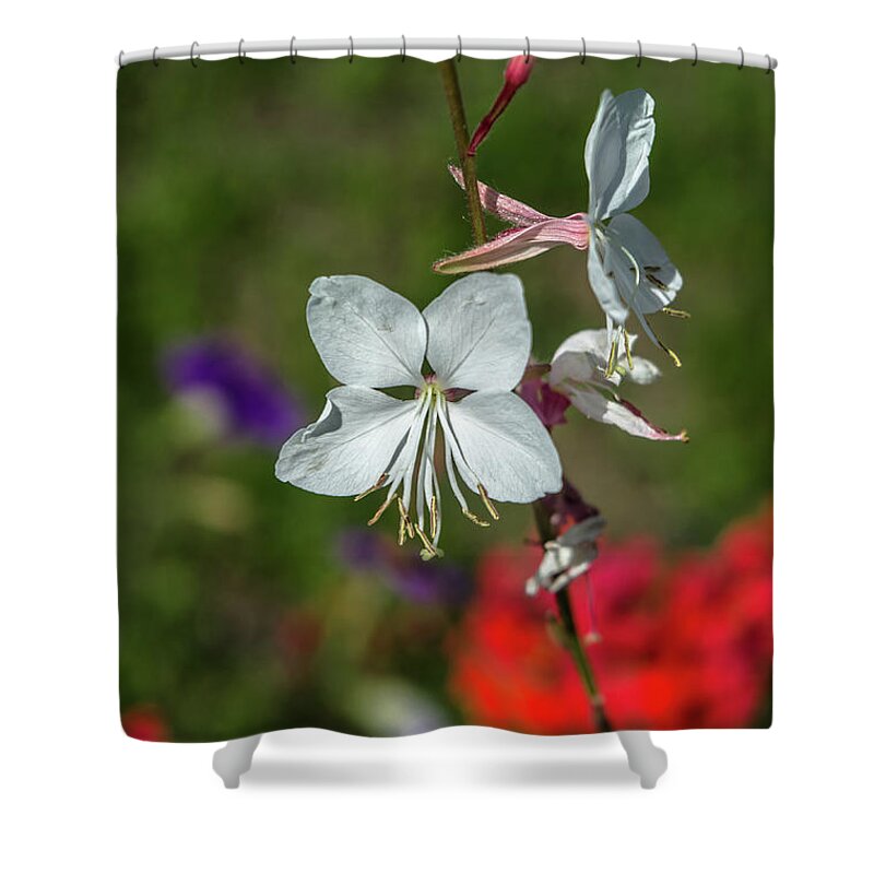 Background Shower Curtain featuring the photograph White Gaura by Michelle Meenawong