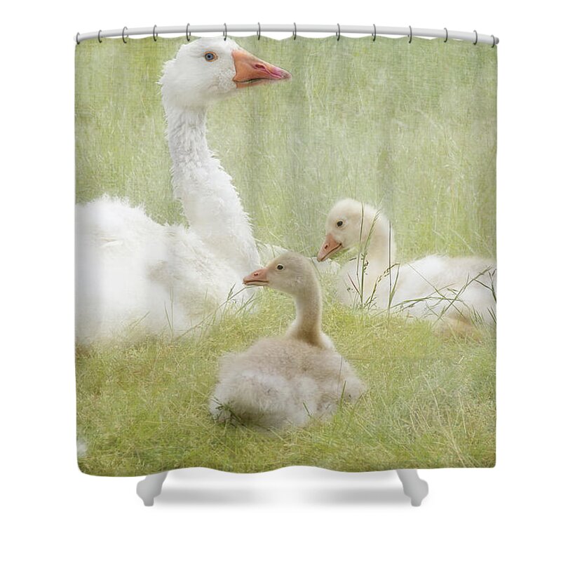 White Goose Shower Curtain featuring the photograph White Goose and Goslings Family Gathering by Peggy Collins